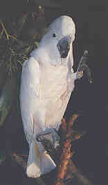 Der Molucken-Kakadu