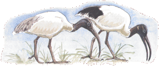 Oriental and Sacred Ibis