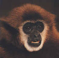 Gibbon Lar