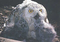 Snowy Owl with Chicks