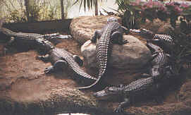 Alligators américains
